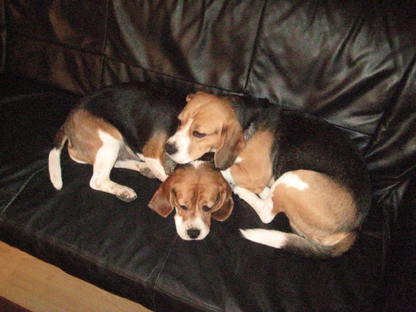 beagletjes