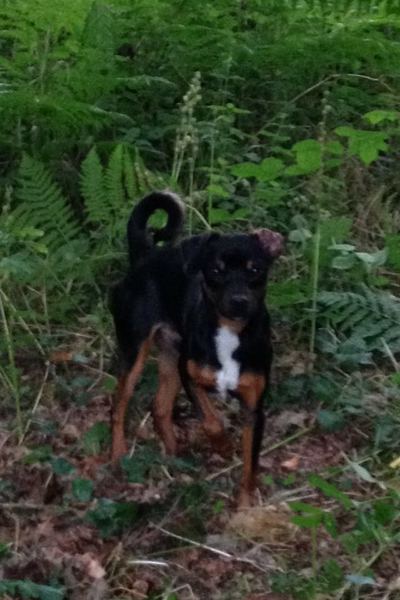 Foxterrier, gladhaar