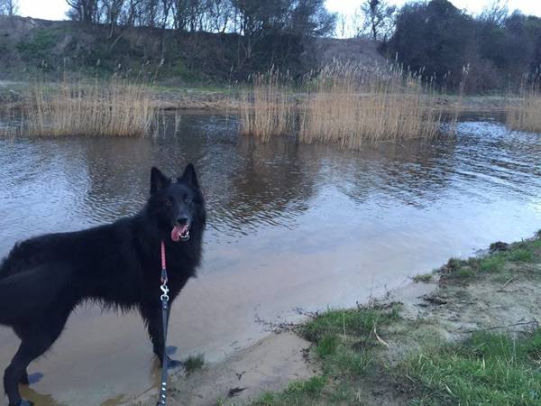 Belgische Herdershond, Groenendaeler