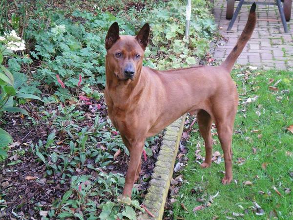 Thai Ridgeback