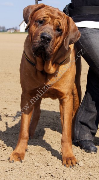 Malizi Doghouse Tosa inu kennel - Czech republic
