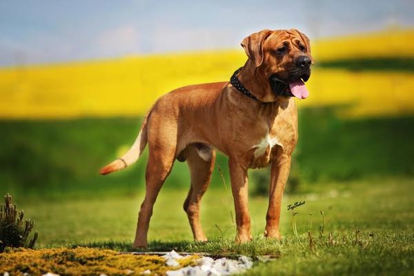 Malizi Doghouse Tosa inu kennel - Czech republic