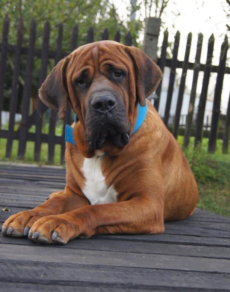 Malizi Doghouse Tosa inu kennel - Czech republic