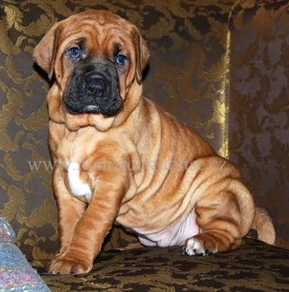 Malizi Doghouse Tosa inu kennel - Czech republic