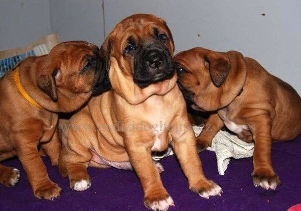 Malizi Doghouse Tosa inu kennel - Czech republic