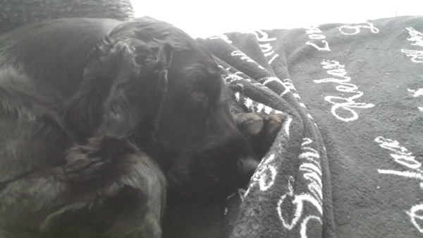 Engelse Cocker Spaniel