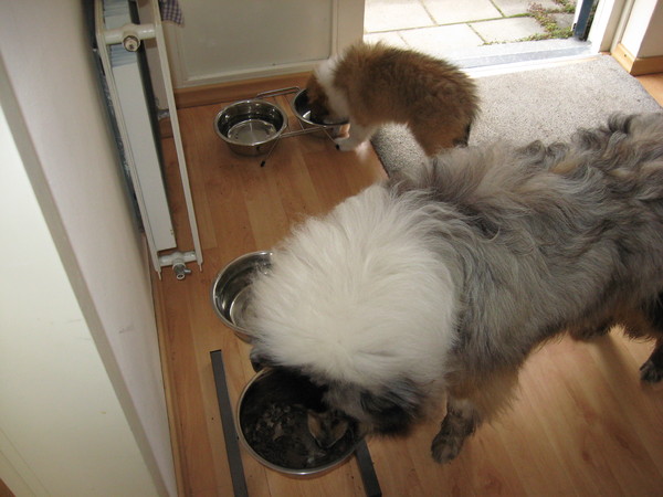 samen eten
