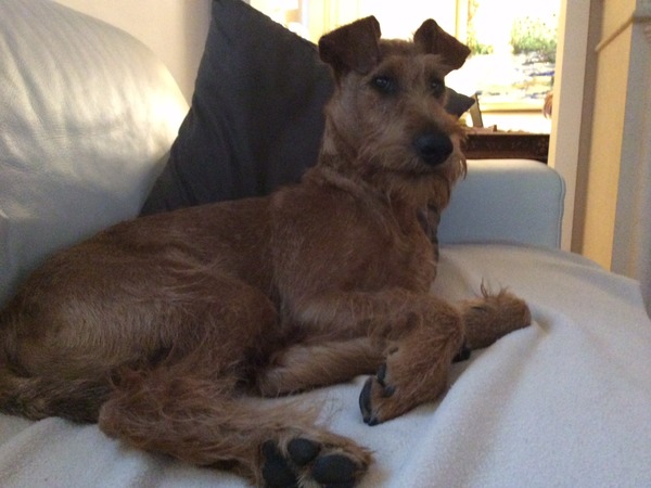 Ierse Terrier