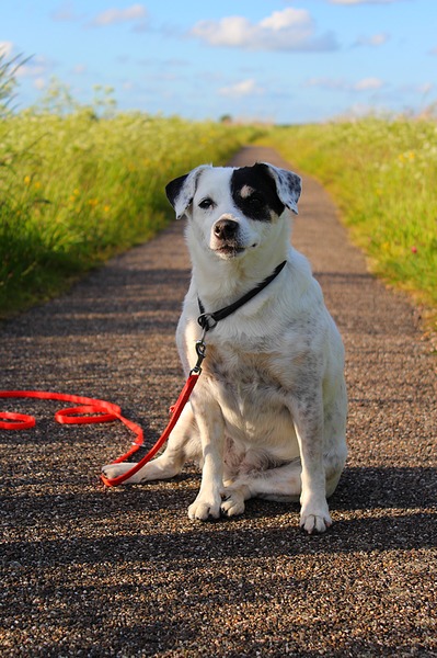 Parson Russell Terriër
