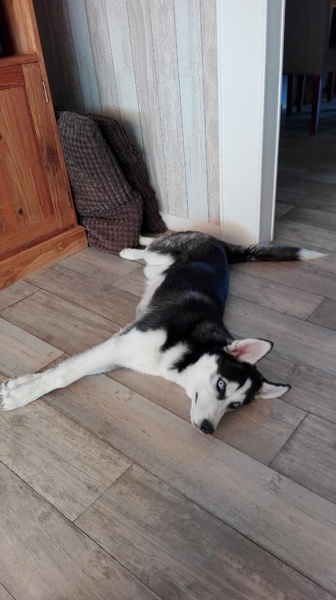 Mijn husky lucky