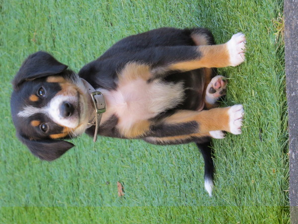 Entlebucher Sennenhond