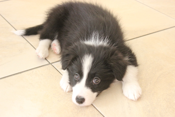 Border Collie