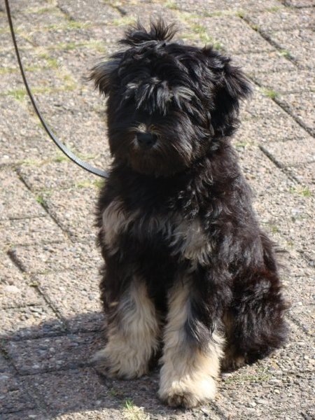 Tibetaanse Terrier