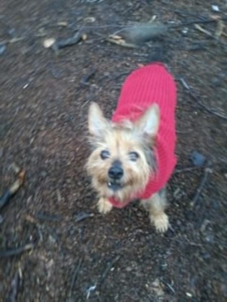 Australische Terrier