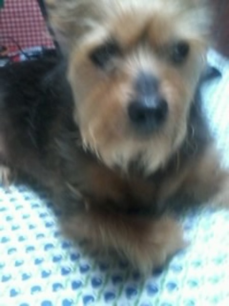 Australische Terrier