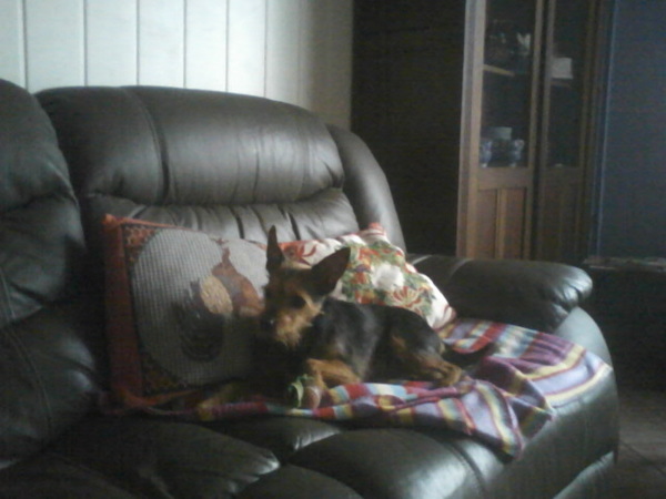 Australische Terrier