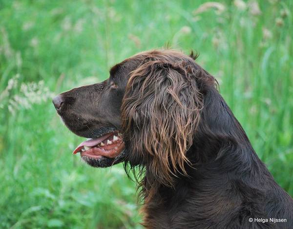 van de Oude Wijngaard