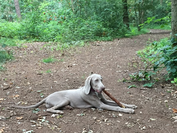 Weimaraner