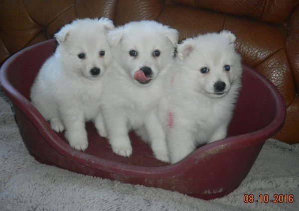 kennel de grote witte kees .nl