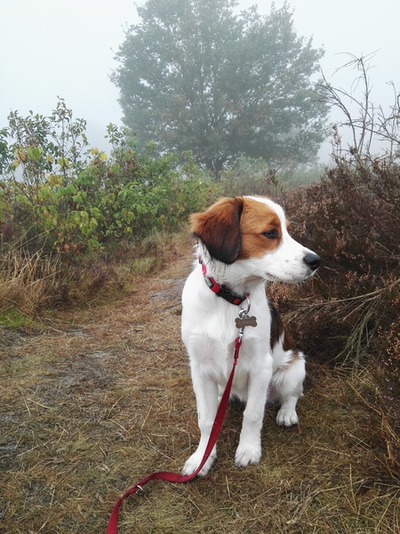 Kooikerhondje