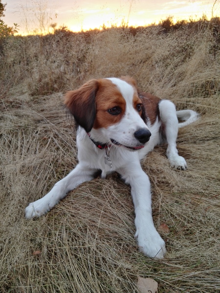 Kooikerhondje
