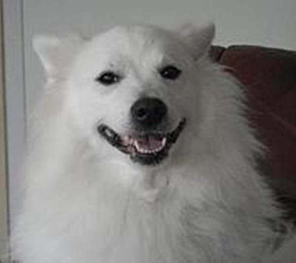 kennel de grote witte kees .nl