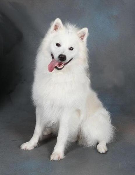 kennel de grote witte kees .nl