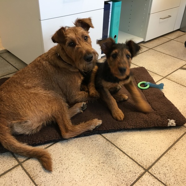 Ierse Terrier