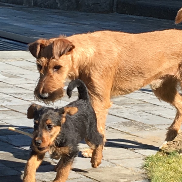 Ierse Terrier