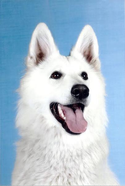 Zwitserse Witte Herdershond