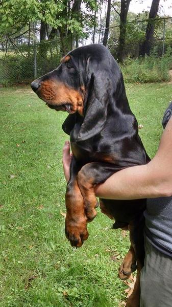 Black and Tan Coonhound