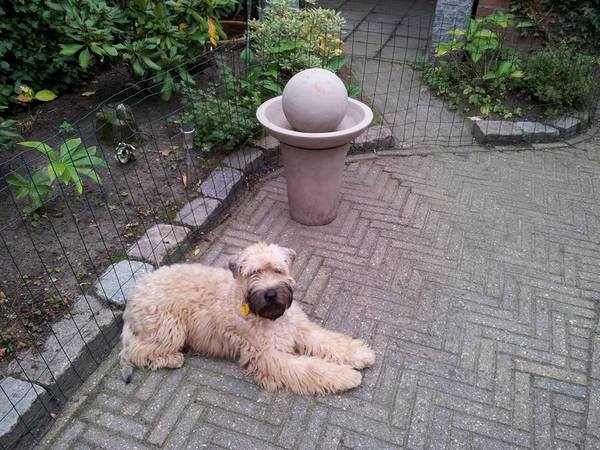 Irish Softcoated Wheaten Terriër