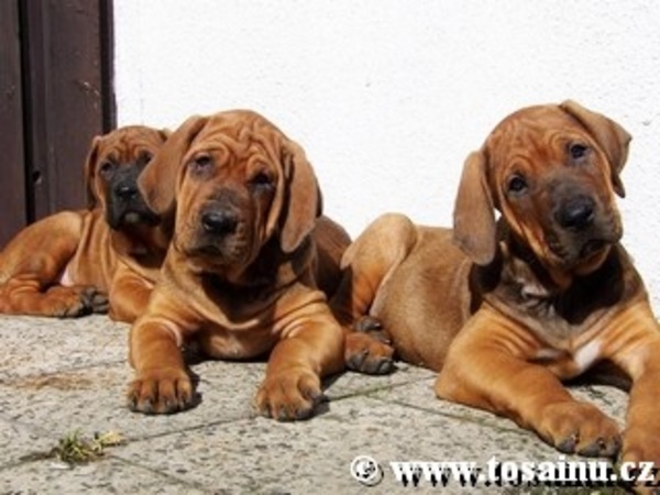Diamant severu tosa inu kennel
