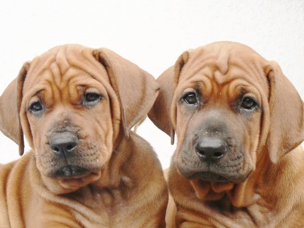Diamant severu tosa inu kennel