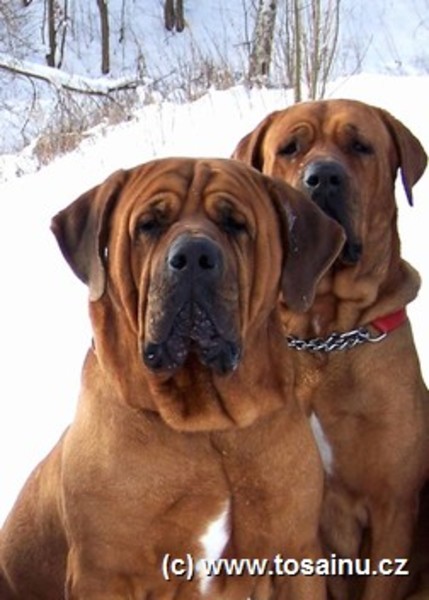 Diamant severu tosa inu kennel