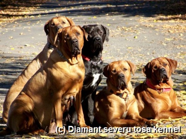 Diamant severu tosa inu kennel