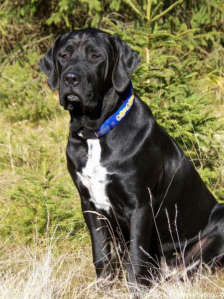 Diamant severu tosa inu kennel