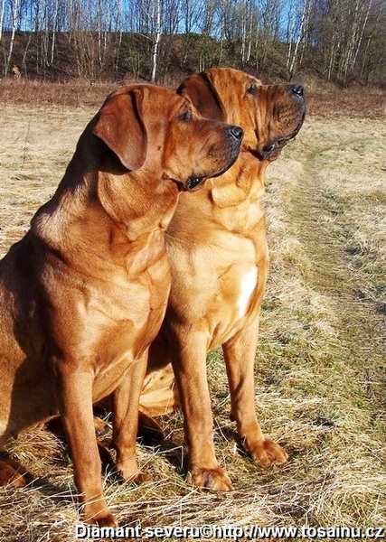 Diamant severu tosa inu kennel