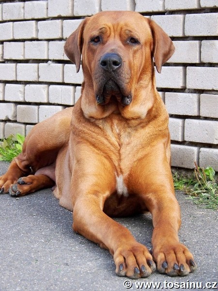 Diamant severu tosa inu kennel