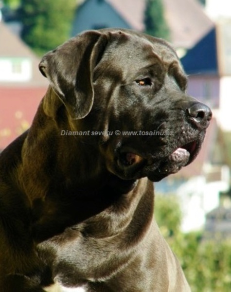 Diamant severu tosa inu kennel