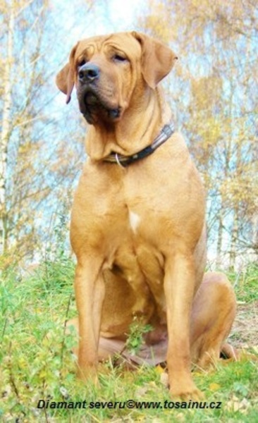 Diamant severu tosa inu kennel