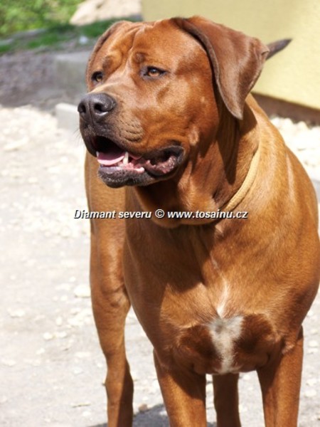 Diamant severu tosa inu kennel