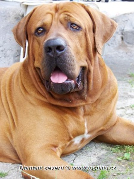 Diamant severu tosa inu kennel