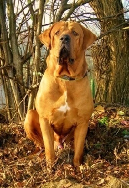 Diamant severu tosa inu kennel