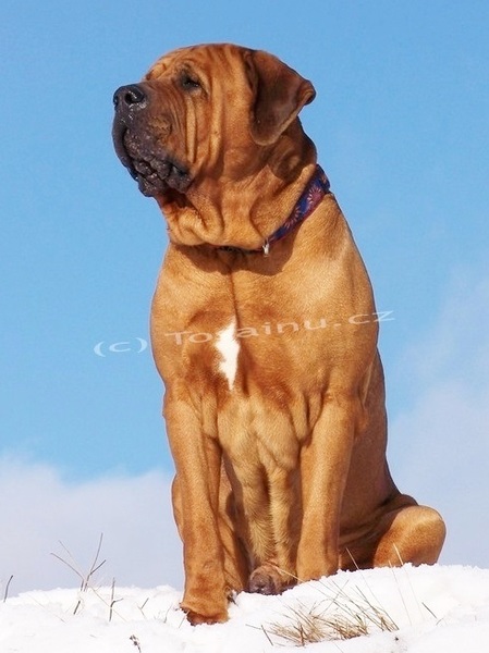 Diamant severu tosa inu kennel