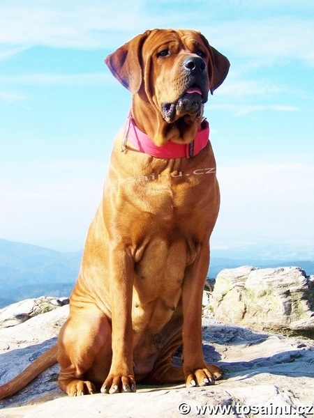 Diamant severu tosa inu kennel