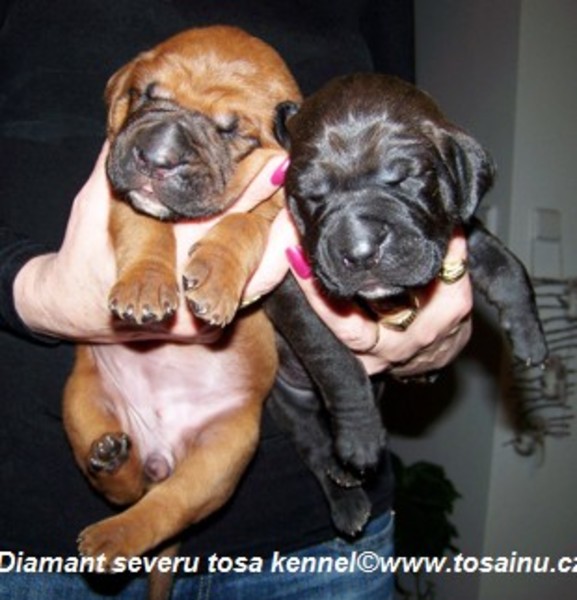 Diamant severu tosa inu kennel