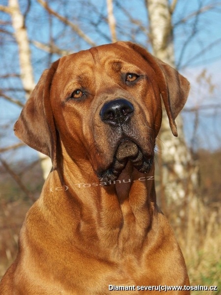 Diamant severu tosa inu kennel