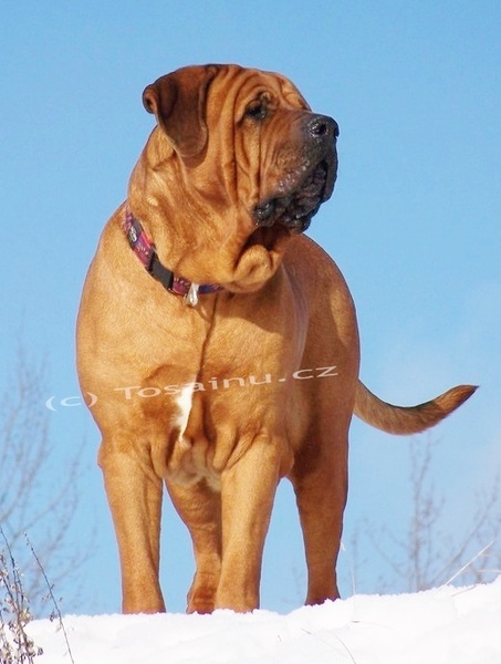 Diamant severu tosa inu kennel