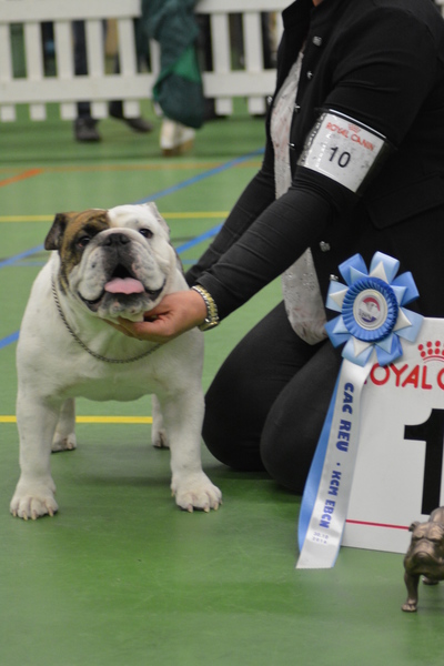 Engelse Bulldog